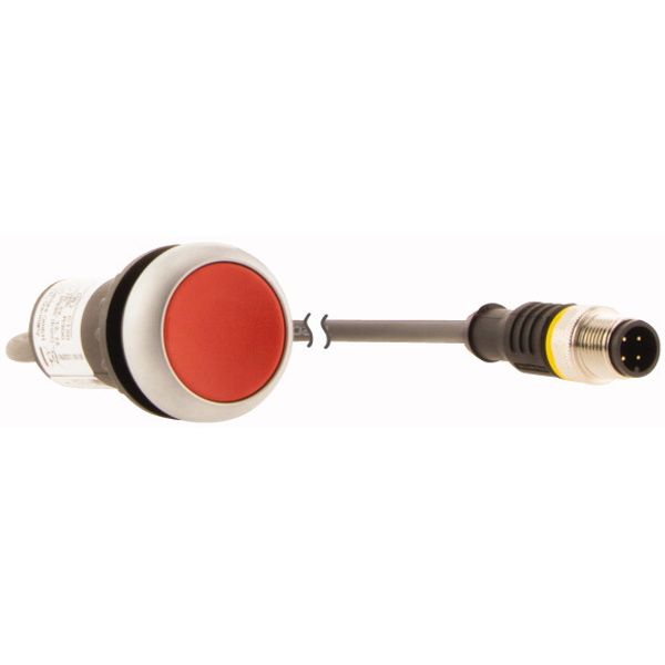 Pushbutton, Flat, momentary, 1 NC, Cable (black) with M12A plug, 4 pole, 0.5 m, red, Blank, Bezel: titanium image 4