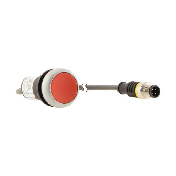 Pushbutton, Flat, momentary, 1 NC, Cable (black) with M12A plug, 4 pole, 0.5 m, red, Blank, Bezel: titanium image 11