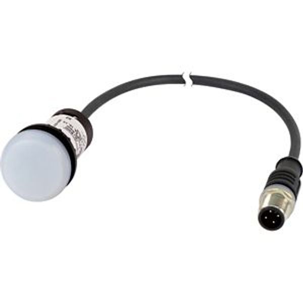 Indicator light, Flat, Cable (black) with M12A plug, 4 pole, 1 m, Lens white, LED white, 24 V AC/DC image 5