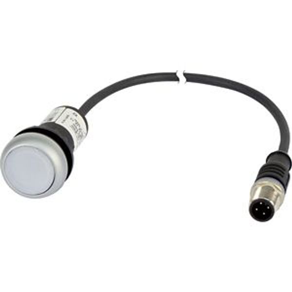 Illuminated pushbutton actuators, maintained, white, 24v, 1 N/O, with cable 1m and M12A plug image 5