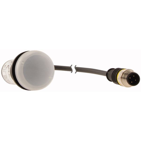 Indicator light, Flat, Cable (black) with M12A plug, 4 pole, 1 m, Lens white, LED white, 24 V AC/DC image 4