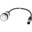 Pushbutton, Flat, momentary, 1 N/O, Cable (black) with M12A plug, 4 pole, 0.2 m, White, Blank, Bezel: titanium thumbnail 5