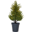 Decorative Tree Thuja thumbnail 1